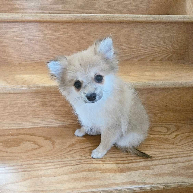 Baby Fox  (One left, fox face Pomeranian) ♡ Vet Cleared! in Dogs & Puppies for Rehoming in Mississauga / Peel Region