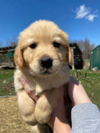 Golden Retriever Puppies