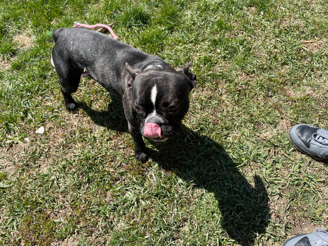 Male French bulldog/boston terrier 50/50 mix for breeding in Accessories in Leamington - Image 4