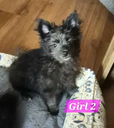 Only 1 left! Pomeranian Mix puppies, View more