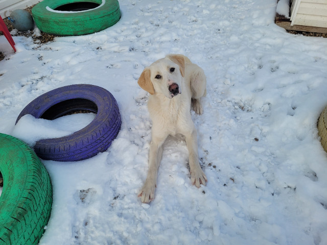 ADOPT SIMBA! Yellow lab cross. 11 month old via 4 Feet in Registered Shelter / Rescue in Calgary