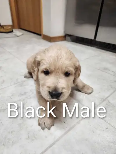 Purebred Golden Retriever male puppy, View more