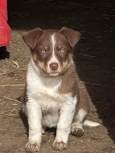 Border Collie puppies ready to go. Shots & dewormed. Only 2 females left. Farm raised from working p...