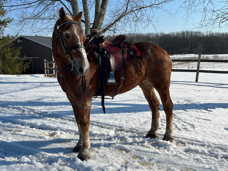 X Amish Belgian Draft Horse Horses & Ponies for Rehoming Muskoka