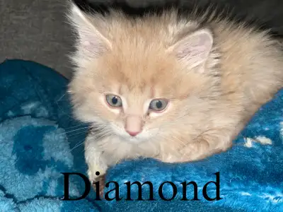 Maincoon/Tabby mixed kittens, View more