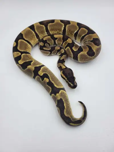 chocolate enchi het hypo ph pied , View more
