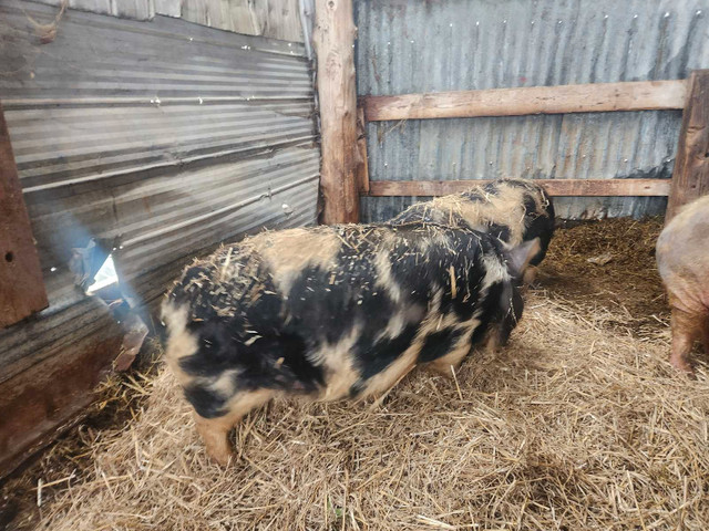 2 Registered kunekune gilts - Bradford / Cookstown Area in Livestock in Markham / York Region - Image 2