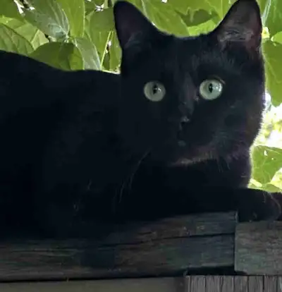 missing black cat !!, View more