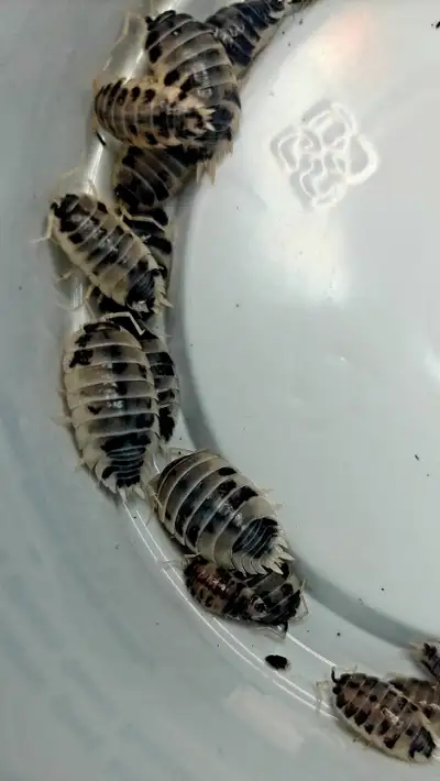 Introducing our groups of 12 Dairy Cow Isopods or Orange Isopods, both belonging to the Porcellio La...