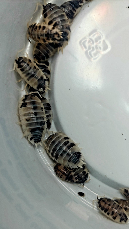 Orange and Dairy Cow Isopod Cultures Porcellio Laevis in Other Pets for Rehoming in Thunder Bay