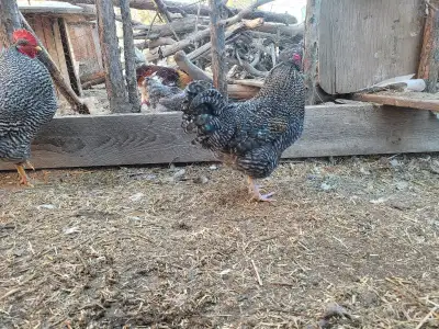 Young Roosters, View more