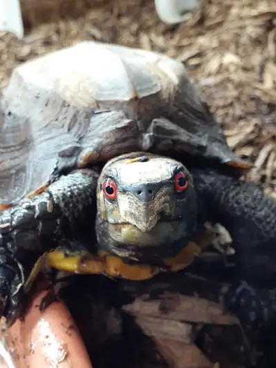 Baby Keeled box turtles *new price*, View more