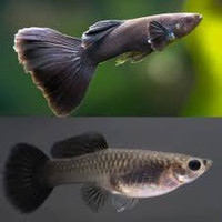 Black Moscow Guppies!