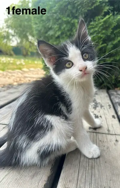 Adorable kittens looking for Their forever home!, View more