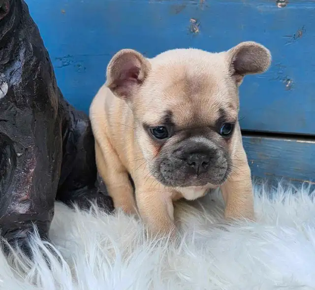 2 Female French Bulldog Puppies Ready June 20th! in Dogs & Puppies for Rehoming in Edmonton - Image 4
