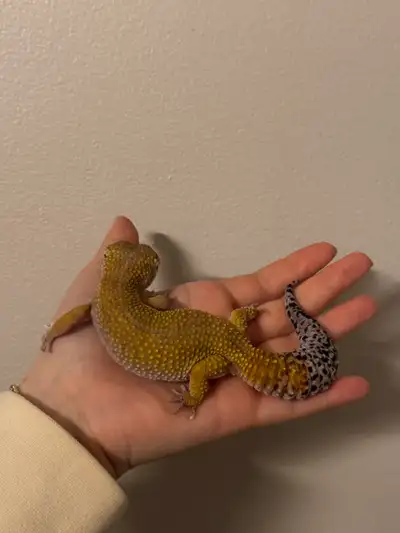 Really friendly female leopard gecko. She is hand tamed. She is around 2 years old. Currently ovulat...