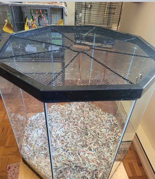 Vivarium Bébés oiseaux dans Oiseaux à adopter  à Laval/Rive Nord - Image 2