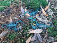Asian Blue Forest Scorpion