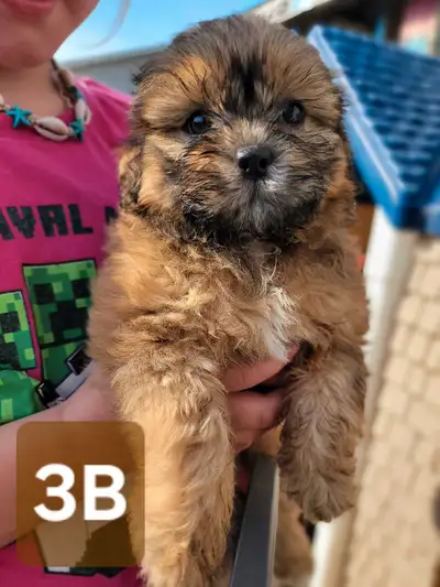 shi-poo puppies, View more