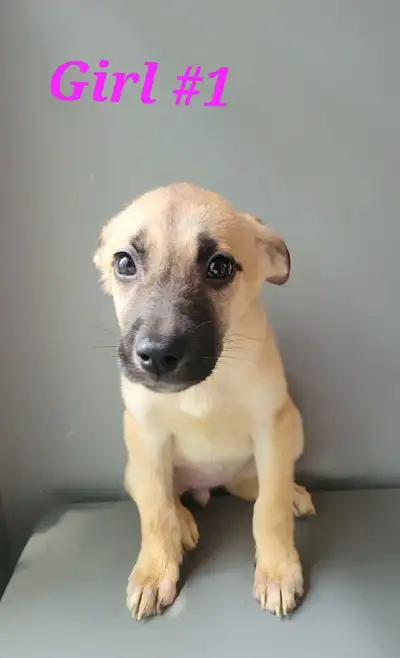 We have a beautiful litter of Husky-Mastiff mix puppies looking for loving families! Well-socialized...