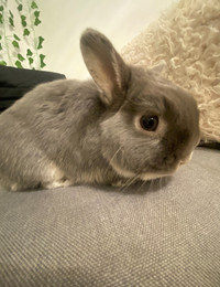 Male Netherland Dwarf Rabbit looking for a new caring home!