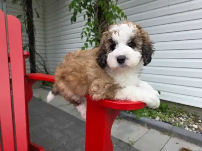 F1B Moyen Aussiedoodle 35-45lbs 3 LEFT, View more