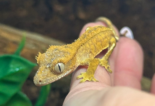 Juvenile Crested Geckos in Reptiles & Amphibians for Rehoming in Delta/Surrey/Langley - Image 3