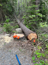 Tree Service & Stump Removal 