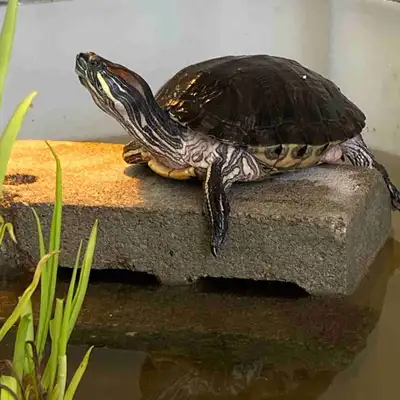 Red Eared Slider Turtle, View more
