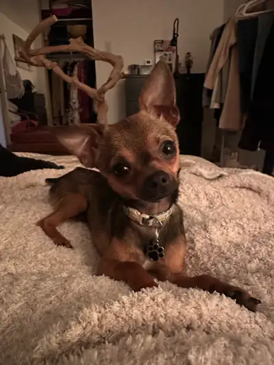 Adorable 9-Month-Old Chihuahua Looking for His Perfect Home – Me, View more