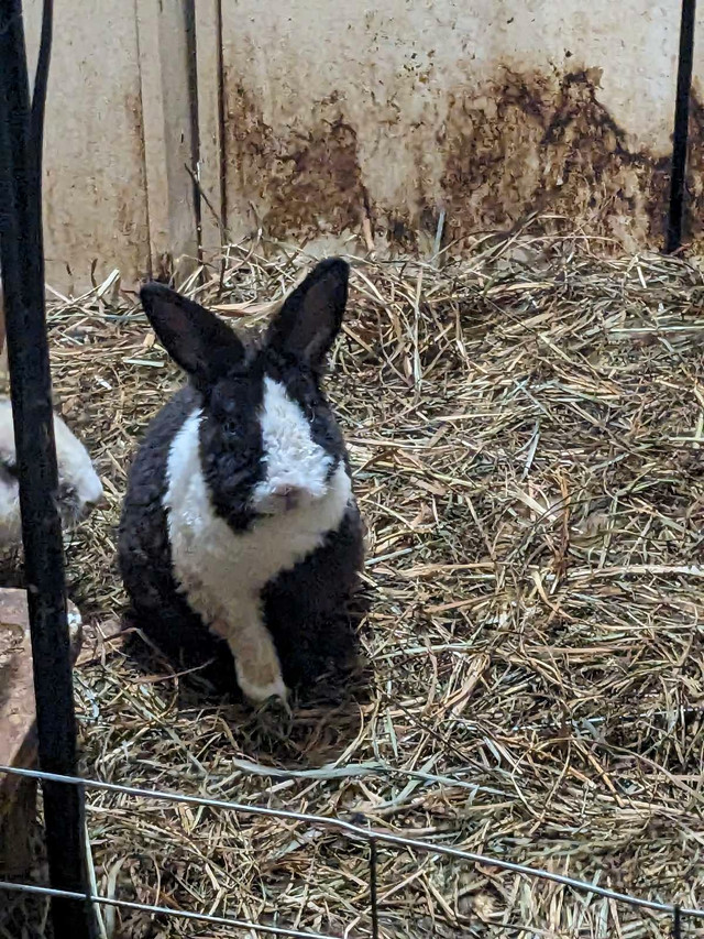Beautiful bunny  dans Petits animaux à adopter  à Laval/Rive Nord