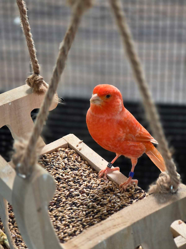 Canaries experts spécialisés en canaries dans Oiseaux à adopter  à Laval/Rive Nord - Image 4