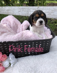 Beautiful Beagle/Cocker Spaniel Puppies looking for new homes!
