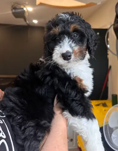 2 females available - Medium sized Bernedoodles, View more