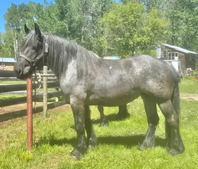American Brabant mares Bred, View more