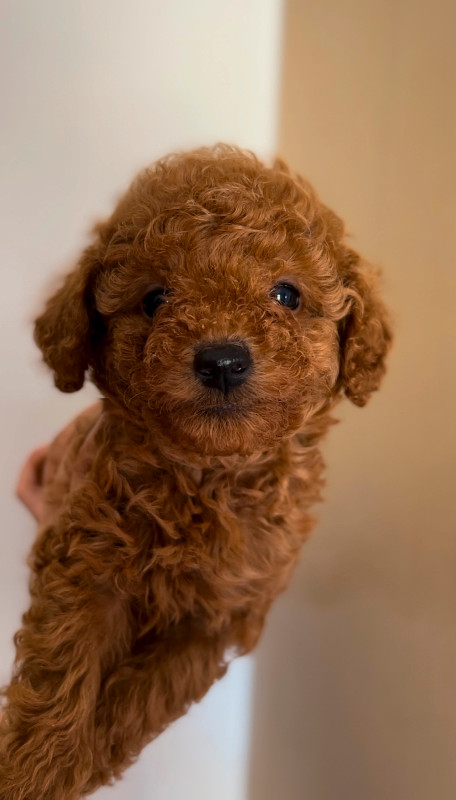 Dark Red toy poodle for rehoming in Dogs & Puppies for Rehoming in Markham / York Region - Image 3