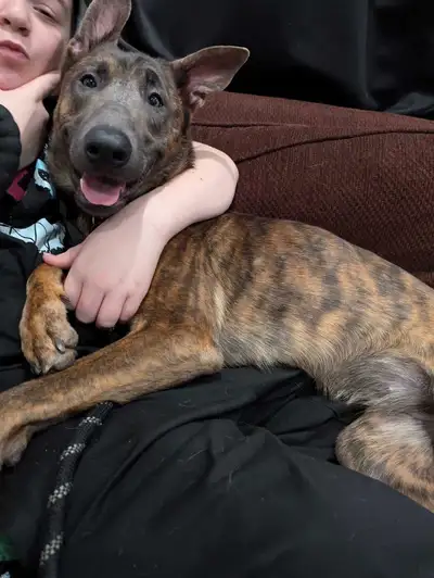 Malinois x Dutch shepherd female, View more