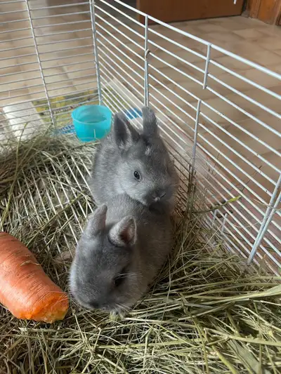 Netherland Dwarf Bunny, View more