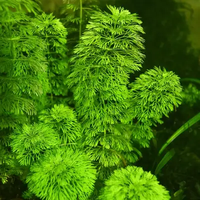 Limnophila sessiliflora - 3 steams 5cad