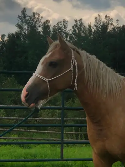 Nice palomino mare, View more