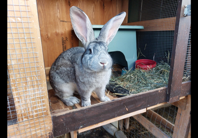 Super and  Super Giant Rabbits available to be reserved for Mid, View more