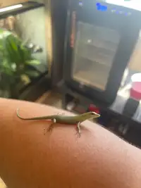 Captive bred Emerald tree skinks (unsexed babies)