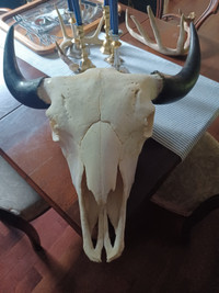 Canadian Plains Bison Skull