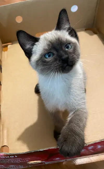 Purebred Siamese Kittens, Ready for pickup, NW Cal, View more