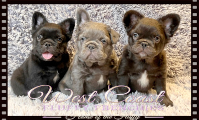 SPRING  SALE ON OUR  FLUFFY FRENCHIES 2 BOYS LEFT!