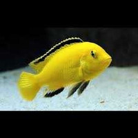 Poisson Cichlidé jaune Labino