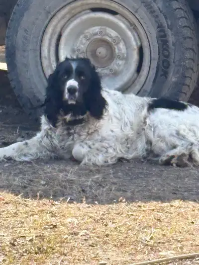 6 year old English Springer spaniel, female loves the outdoors. Lots of energy, fetches well and res...