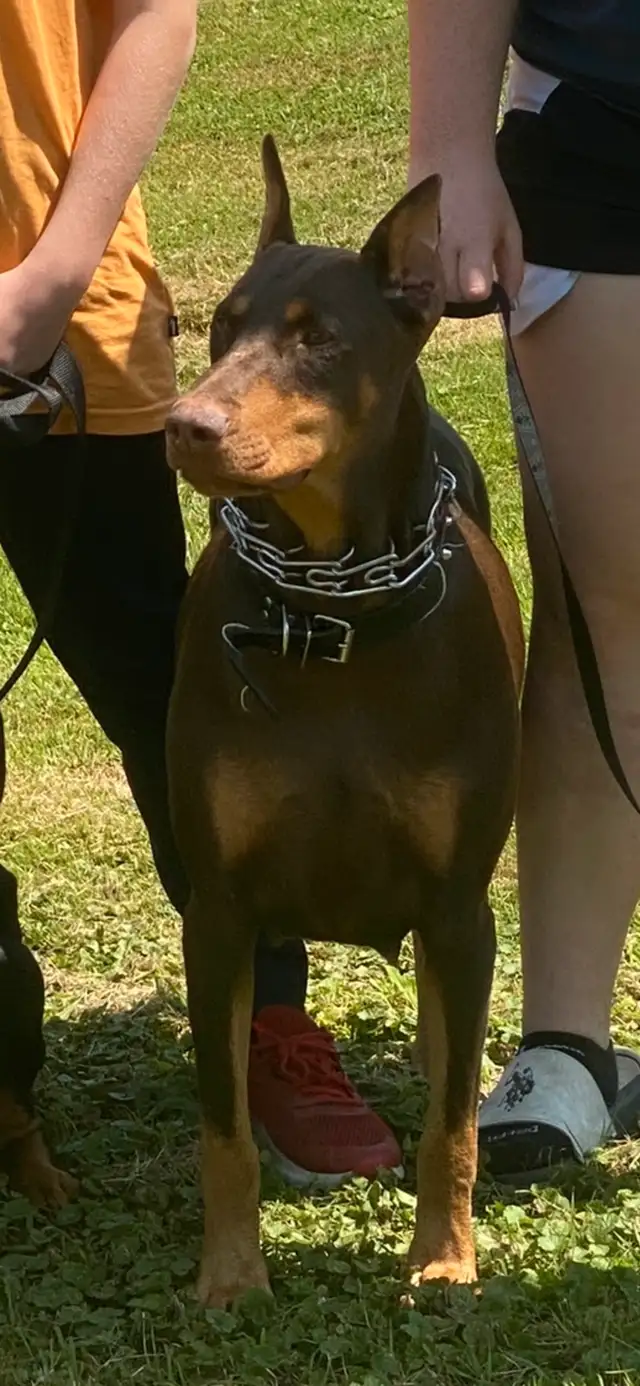100% European Doberman puppies one  females in Dogs & Puppies for Rehoming in St. Catharines - Image 3