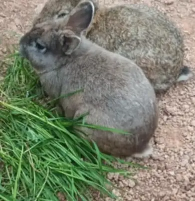 medium mixed breed male rabbit, View more
