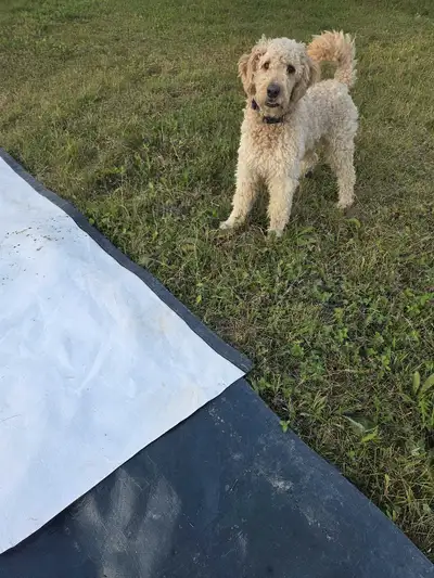 CoverAll Type/Weight Tarps x2, View more